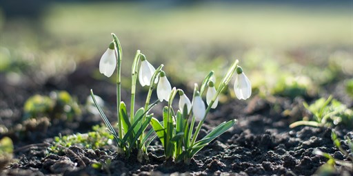 Snowdrops — image by Csaba Talaber on Unsplash